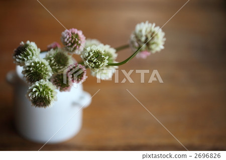 植物 草 三葉草 2696826