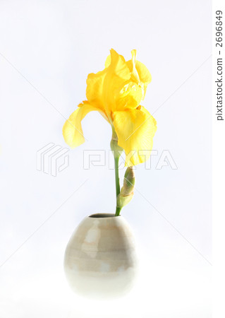 german iris, bloom, blossom 2696849