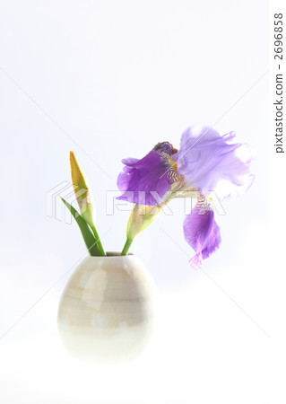 german iris, bloom, blossom 2696858