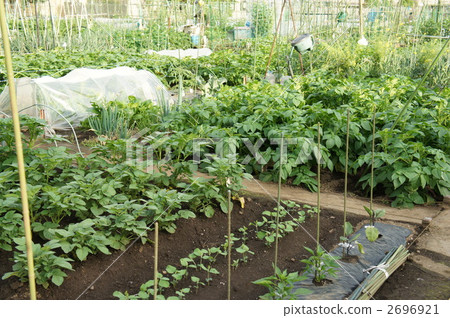 家庭花園 2696921