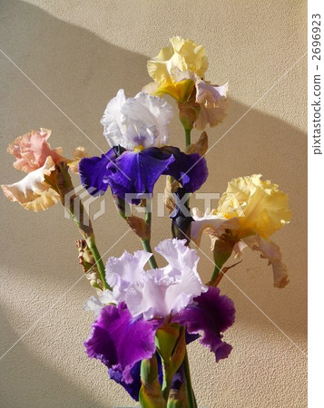 德國鳶尾 2696923