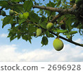 Plum fruit 2696928