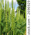 Barley 2696929