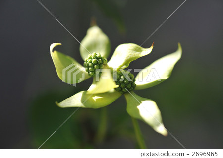 Pokeweed flower 2696965