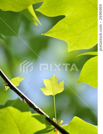 Wild young leaves of turpentine 2696969