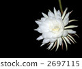 Tsukisa 2697115