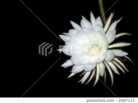 Tsukisa 2697115