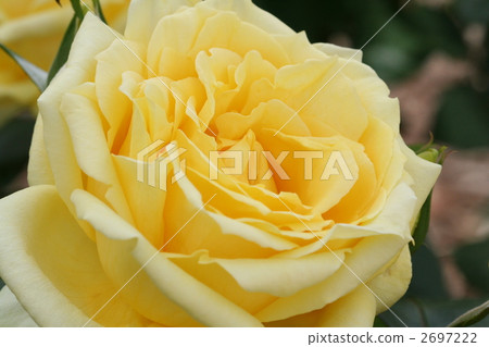 Up of flower of yellow rose "Landra" Up of flower of yellow rose "Landra" 2697222