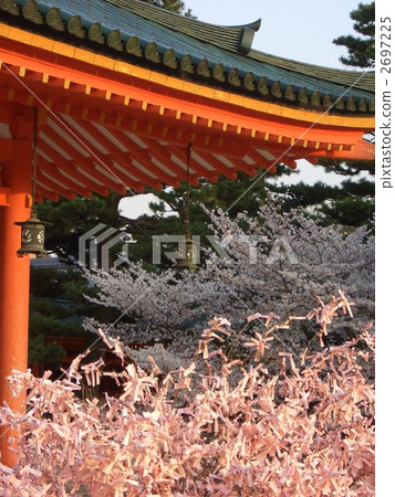Cherry blossoms at Heian Shrine Cherry blossoms at Heian Shrine 2697225