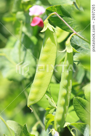 Silk sheath at the time of harvest Silk sheath at the time of harvest 2697265