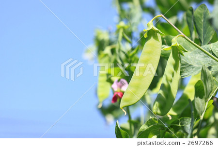 Silk sheath at the time of harvest Silk sheath at the time of harvest 2697266