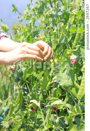 Silk sheath at the time of harvest Silk sheath at the time of harvest 2697267