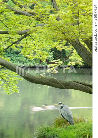 新鮮的綠色和藍尾 新鮮的綠色和藍尾 2697414