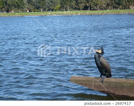 Cormorant 2697417