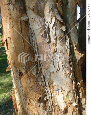 Eucalyptus trees Eucalyptus trees 2697537