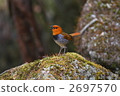 知更鳥 日本歌鴝 鳥兒 2697570