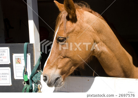 equine, horse, livestock 2697576