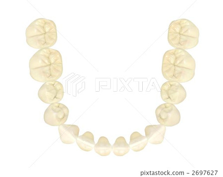 Mandible permanent tooth row Mandible permanent tooth row 2697627