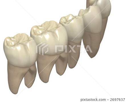 右下臼齒部分 2697637