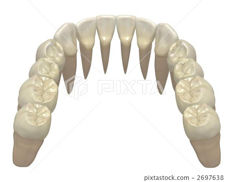 下顎永久性牙排 2697638
