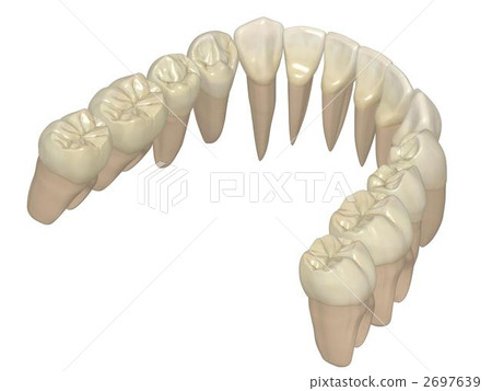 下顎永久性牙排 2697639