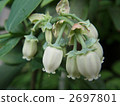 綠葉 白色鮮花 葉 2697801