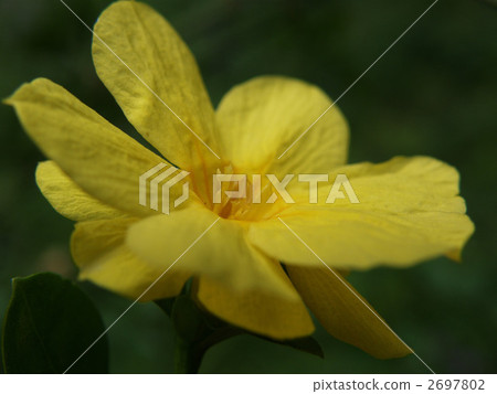 yunnan confusion, ume, petal 2697802