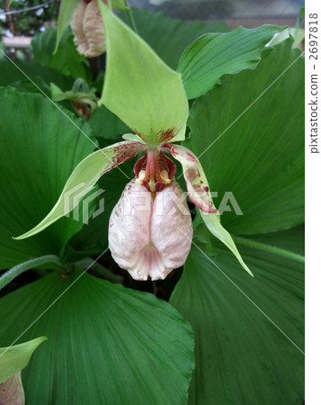 扇脈杓蘭 扇脈杓蘭 2697818