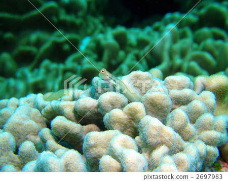 石垣青蛙 石垣青蛙 2697983