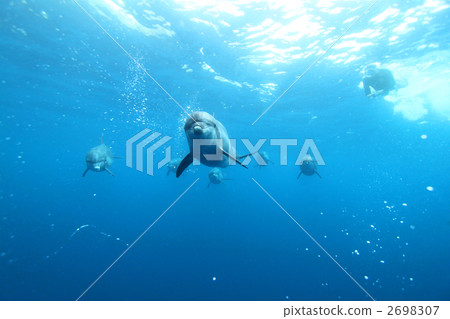 戶外 室外 正面的 2698307