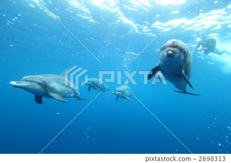 寬嘴海豚 東方寬吻海豚 海豚 2698313