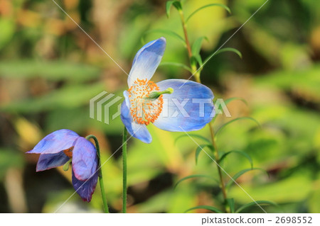 Alpine plant 2698552