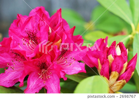 图库照片: 杜鹃花 雄蕊 绿叶