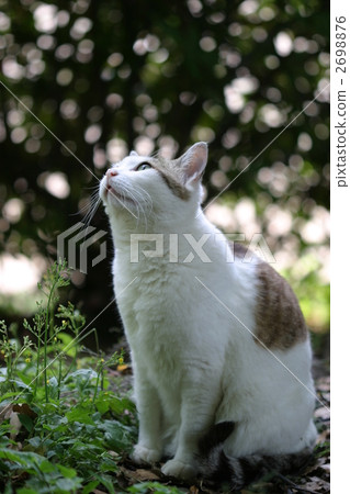 A cat looking up A cat looking up 2698876