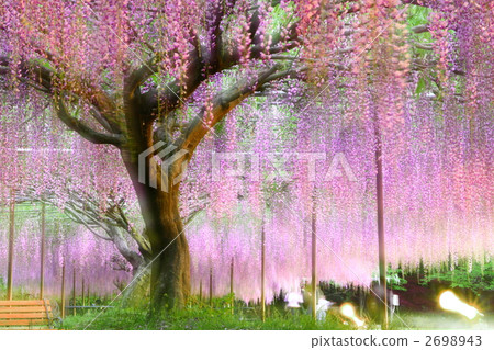 nine feet fuji, wisteria, bloom 2698943