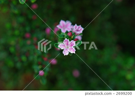 Tree · Swan beet (Rubiaceae) 2699200