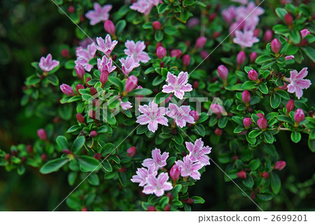 Tree · Swan beet (Rubiaceae) 2699201