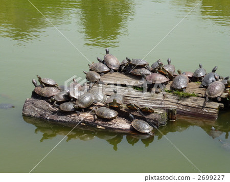 龜貝類 龜貝類 2699227