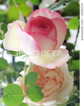 Pierre de Ronsar Pierre de Ronsar 2699234