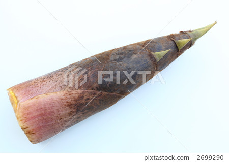 bambooshoot  2699290