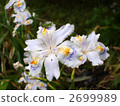 Autumn flowers and grasshoppers 2699989