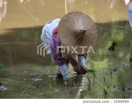 Monkey Takahiko Shrine Mida Festival / Rice Planting Festival Monkey Takahiko Shrine Mida Festival / Rice Planting Festival 2699990