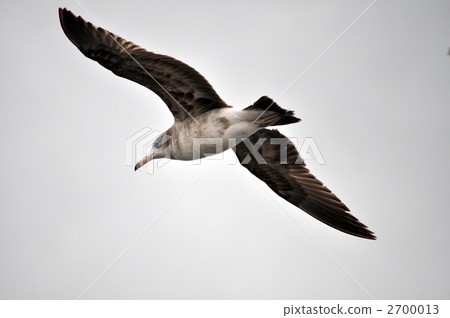 隱士的nagatori 2700013