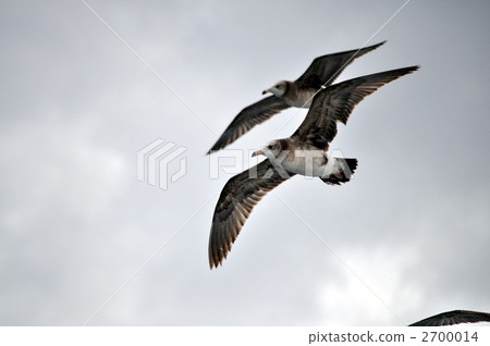 隱士的nagatori 2700014