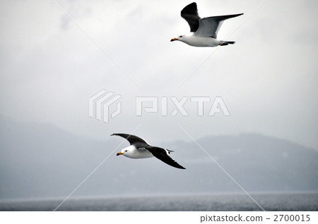 海鷗軍團 2700015