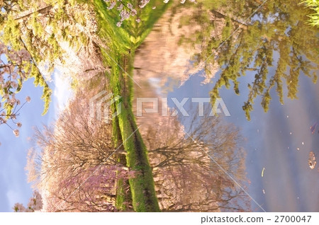 cherry blossom, cherry tree, yoshino cherry 2700047
