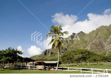 meadow, coconut palm, kualoa ranch 2700169
