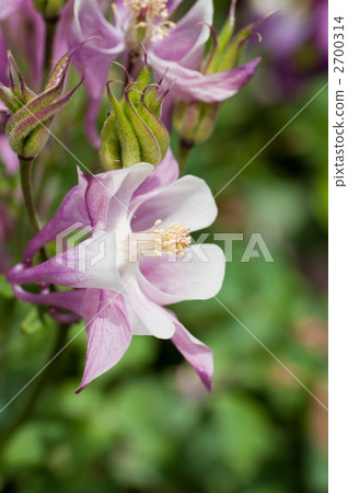 Achillegia·Winky 2700314