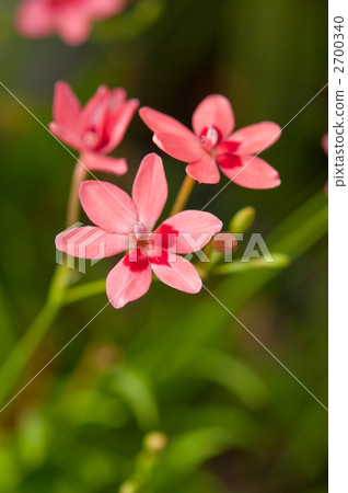 紅蝦 紅蝦 2700340