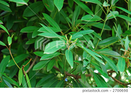 Tree · Hezyuriha (Yuzuriha family) Tree · Hezyuriha (Yuzuriha family) 2700698